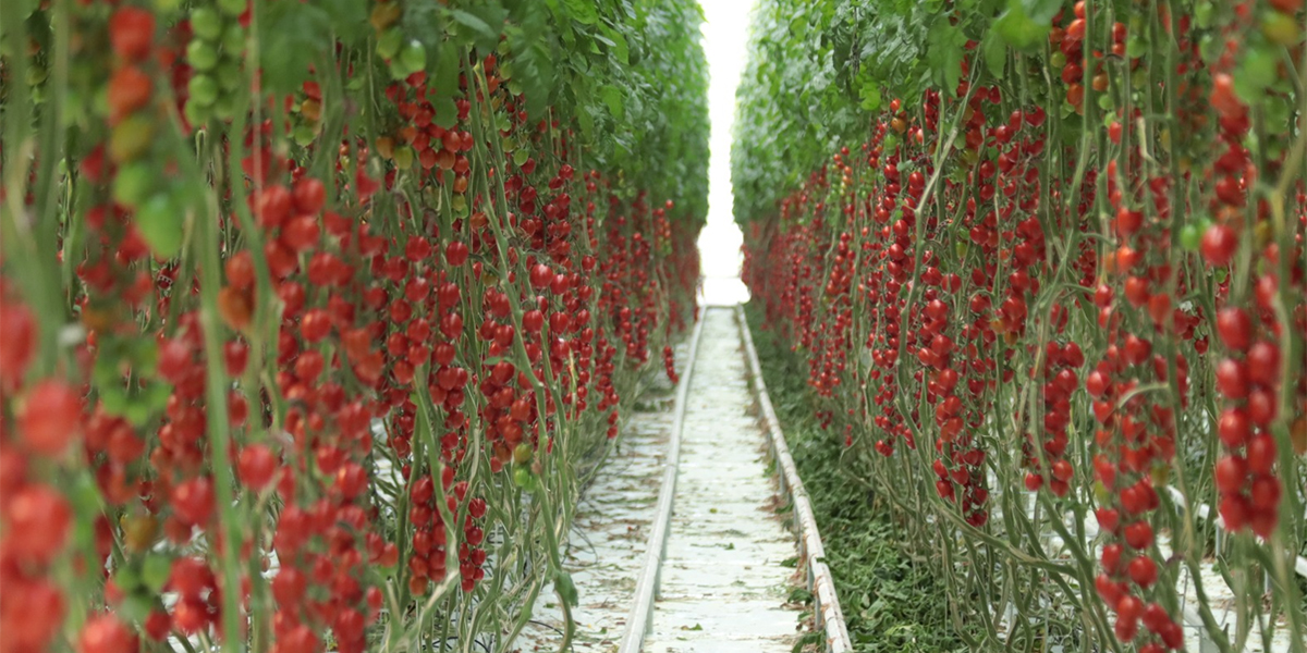 Innovazione e consapevolezza: la missione di Gandini per il pomodoro del futuro